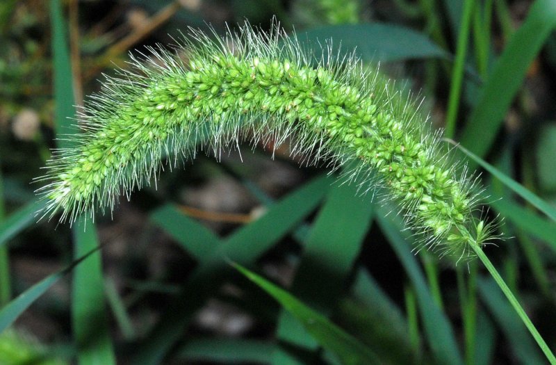 Чумиза (Setaria Italica)