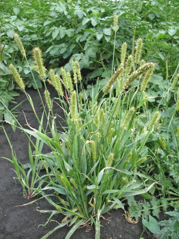 Щетинник зелёный (Setaria viridis)