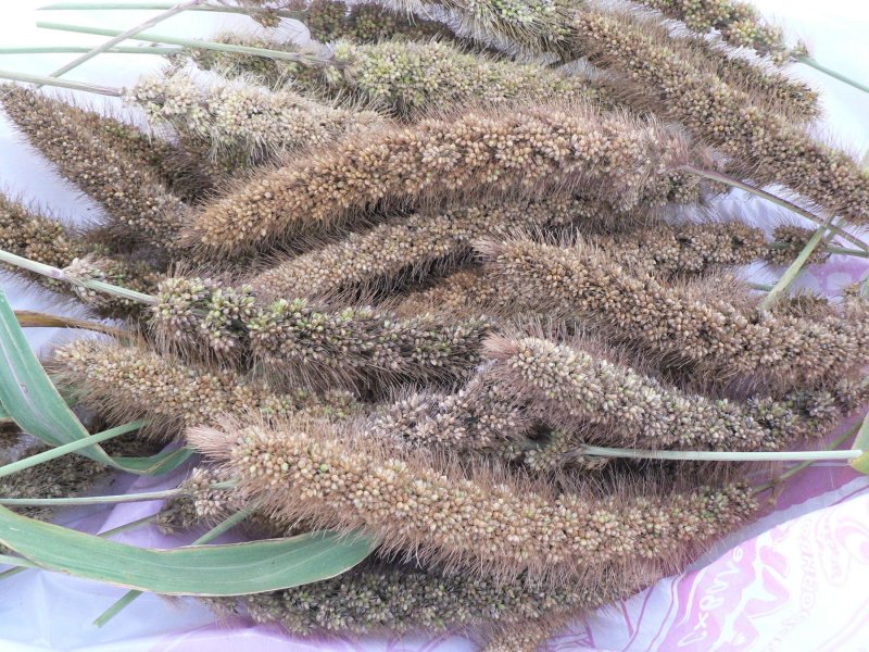 Щетинник сизый (Setaria glauca l.)