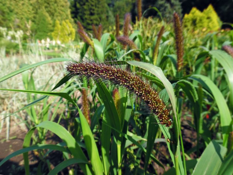 Щетинник зелёный (Setaria viridis)