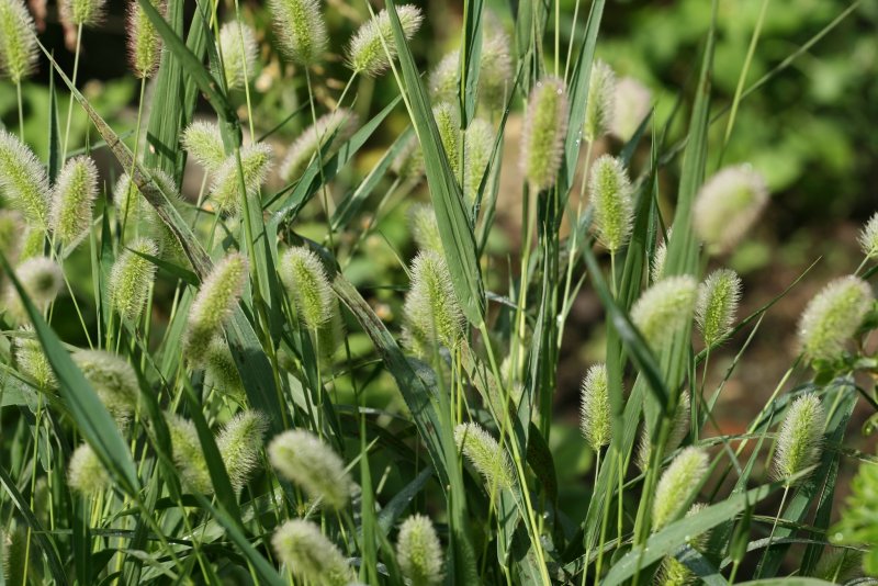 Щетинник сизый - Setaria glauca