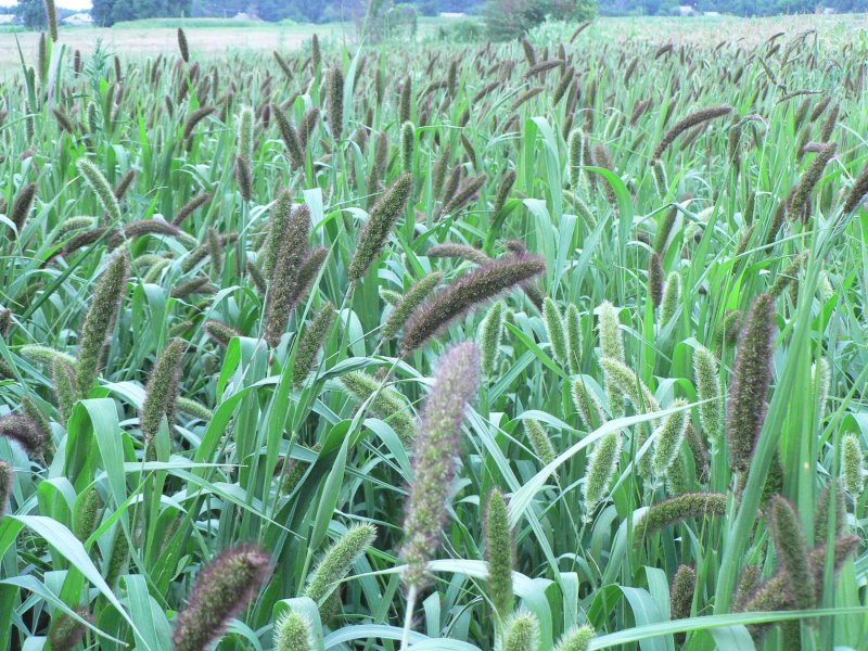 Щетинник сизый (Setaria pumila