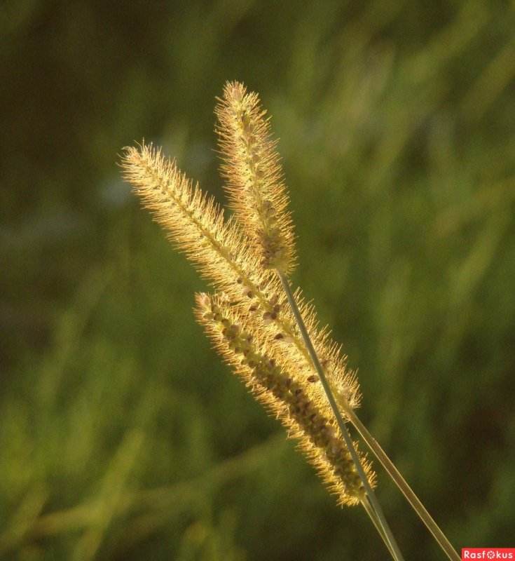 Setaria pumila