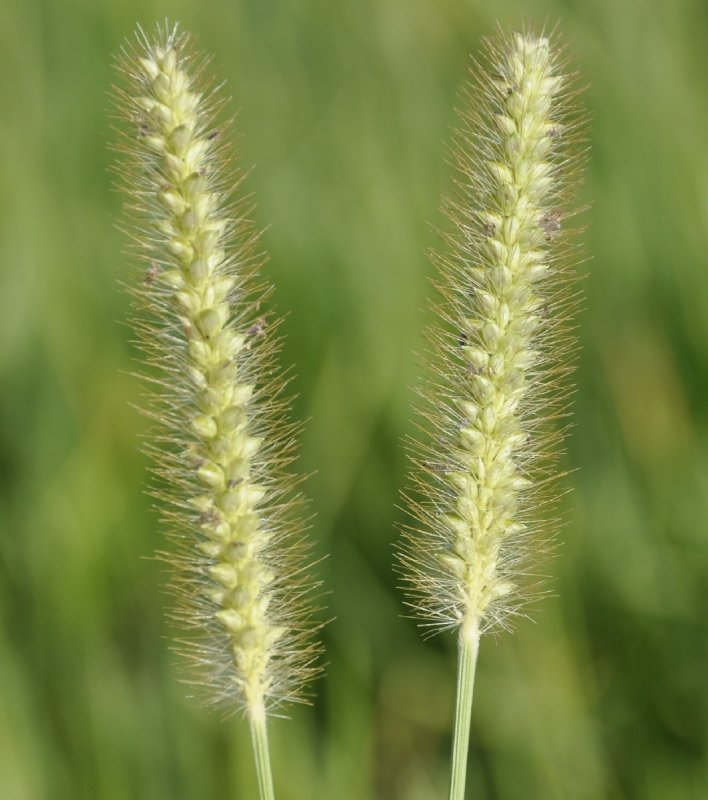 Setaria pumila