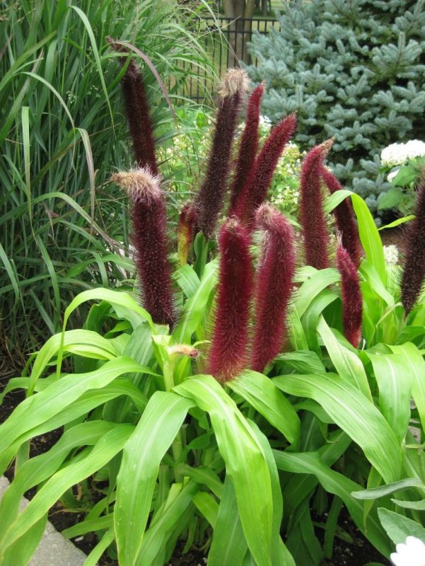 Пеннисетум сизый (Pennisetum glaucum)