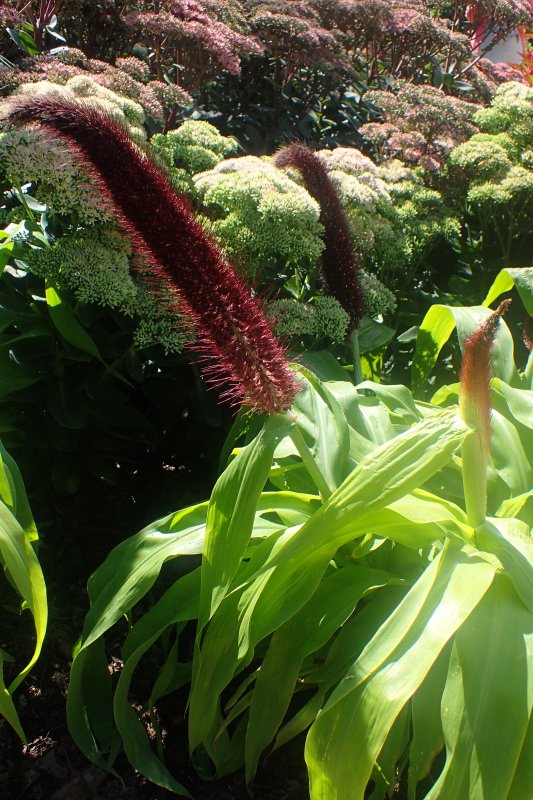 Setaria (Сетария)
