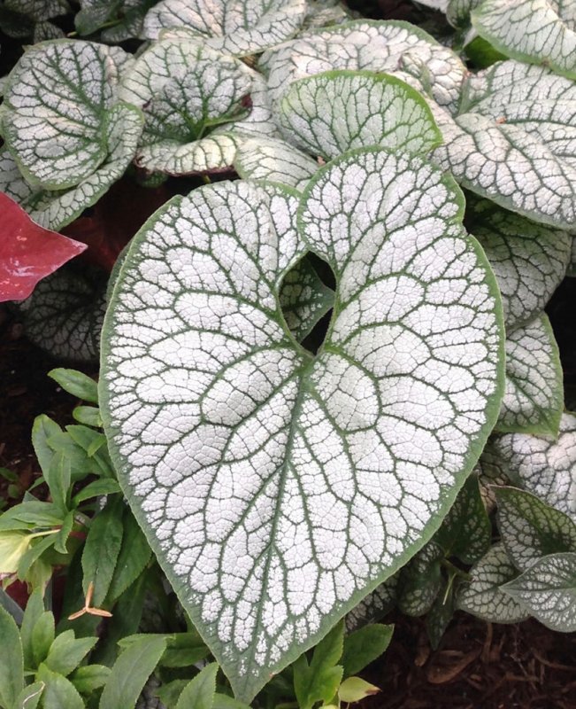 Бруннера крупнолистная (Brunnera macrophylla)