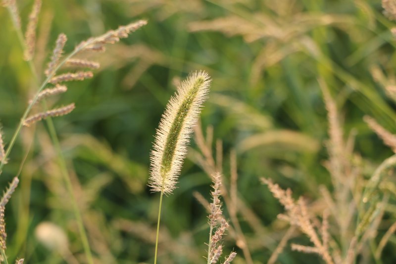 Щетинник сизый - Setaria glauca