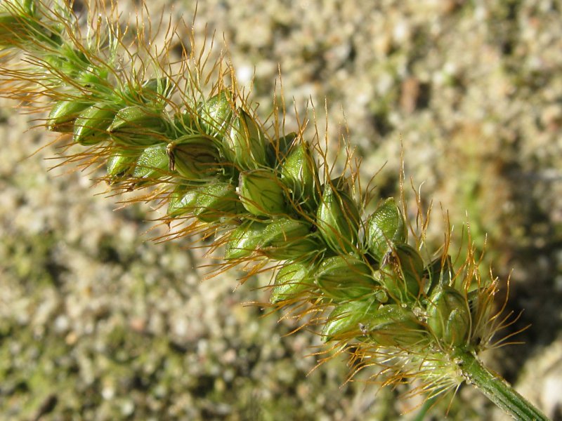 Щетинник зелёный (Setaria viridis)