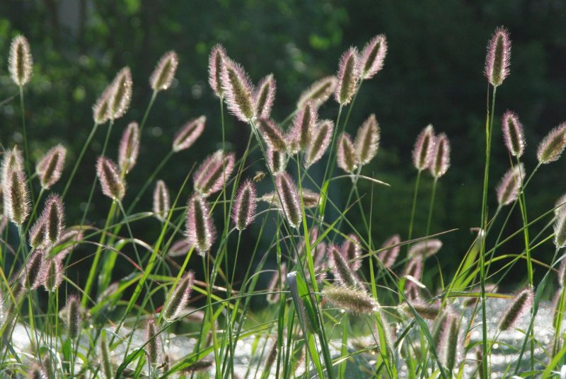 Чумиза (Setaria Italica)