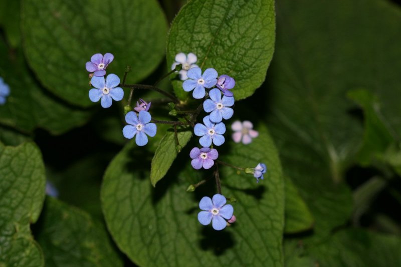Бруннера macrophylla