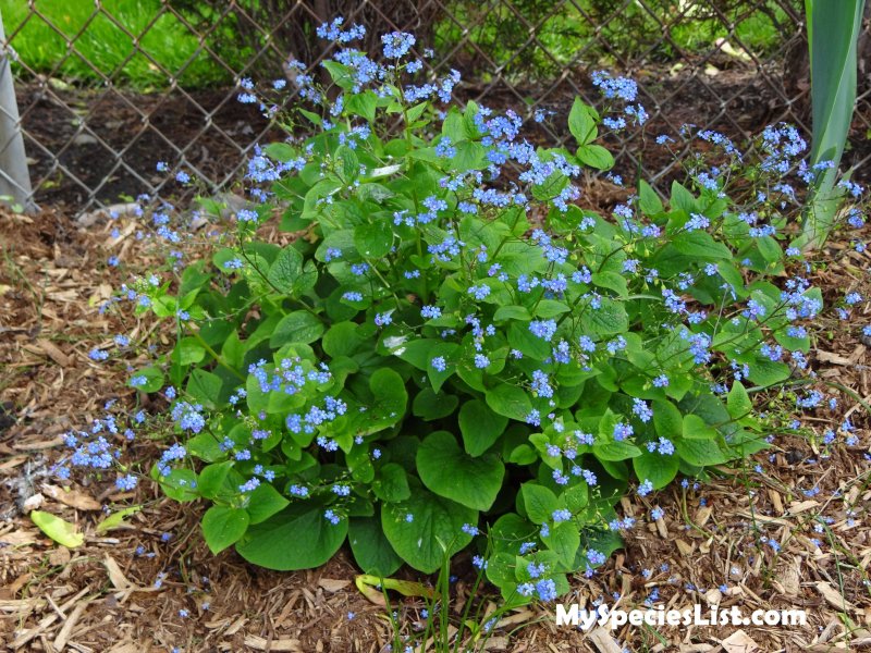 Бруннера крупнолистная Brunnera