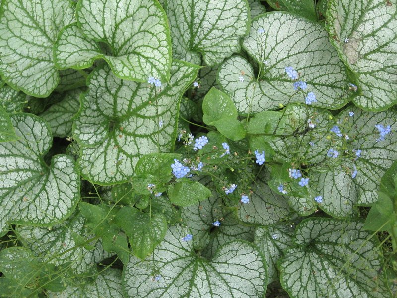 Бруннера крупнолистная . . . . . С2. . . , Brunnera macrophylla