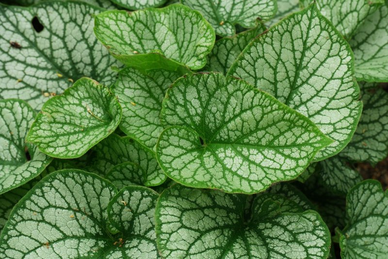 Бруннера крупнолистная (Brunnera macrophylla `variegata`)
