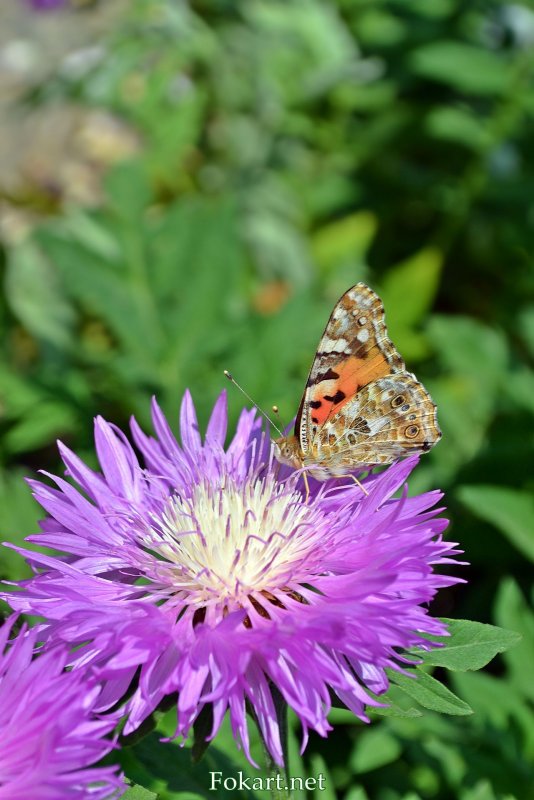 Василек горный (Centaurea Montana)