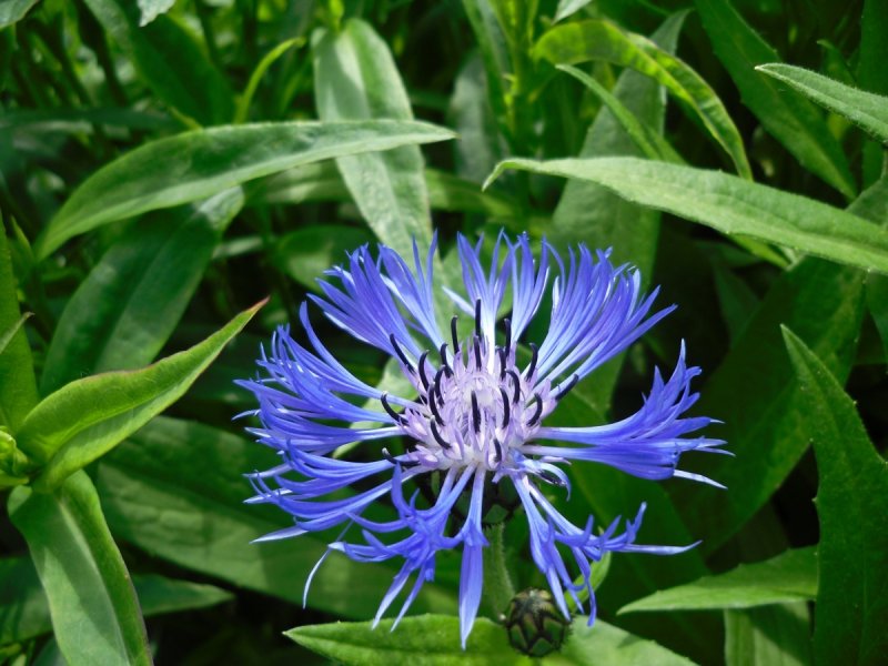 Василек macrocephala