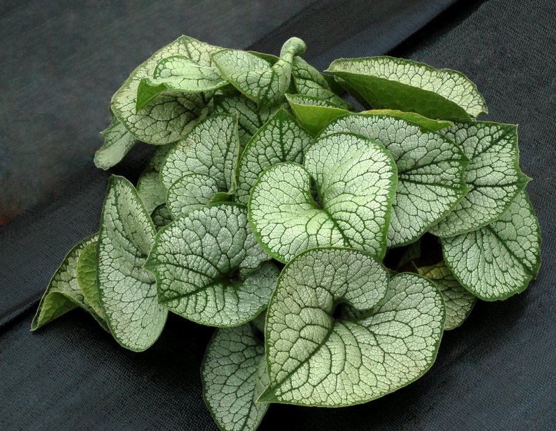 Бруннера Brunnera macr. Silver Spear