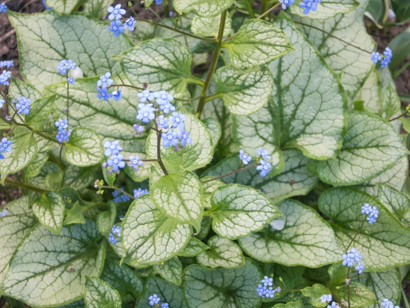 Бруннера крупнолистная Brunnera