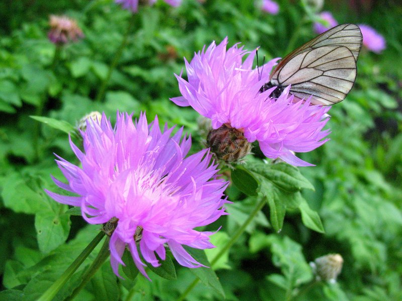 Василек крупноголовый (Centaurea macrocephala)