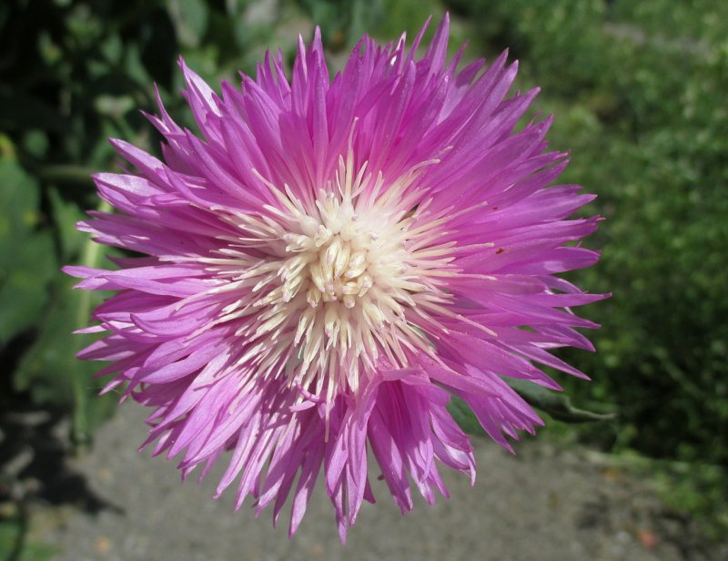 Василек подбеленный Centaurea dealbata