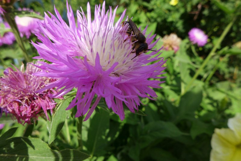 Chrysanthemum carinatum Dunetti