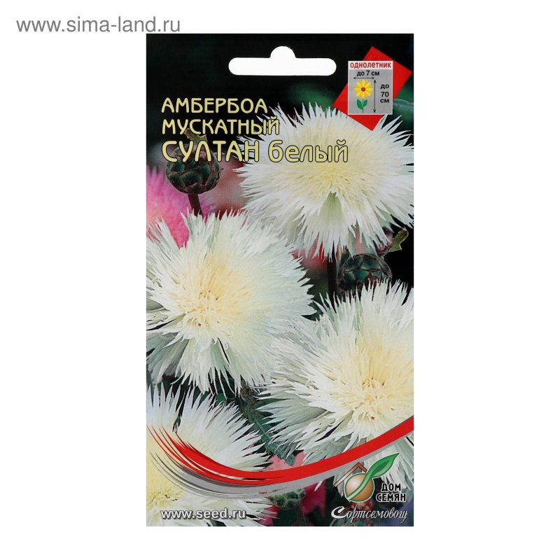 Василек крупноголовчатый (Centaurea macrocephala) (Yellow