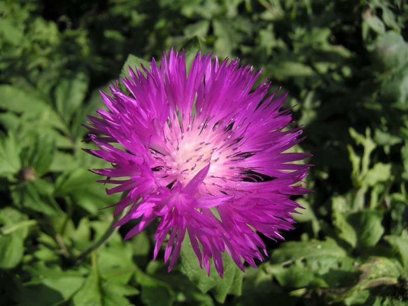 Василек крупноголовчатый Centaurea dealbata (Rose-Pink)
