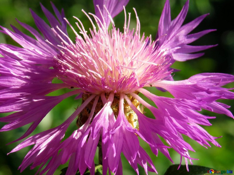 Василек подбеленный (Centaurea dealbata c3)