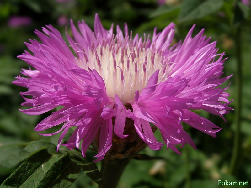 Centaurea dealbata 'Steenbergii'