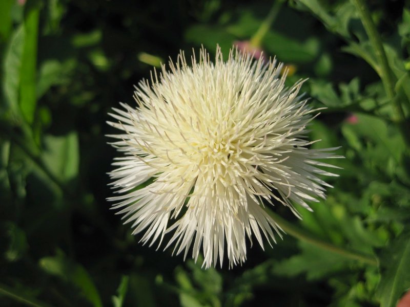 Василек горный grandiflora