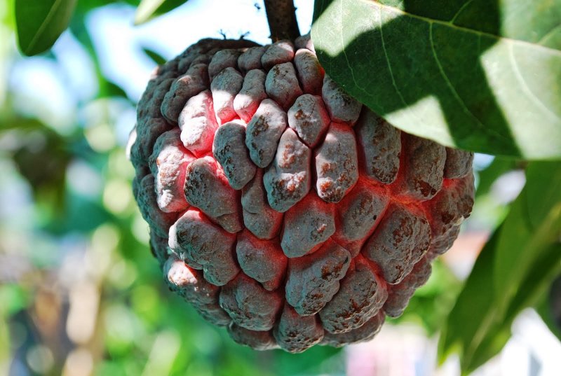 Annona squamosa (аннона)
