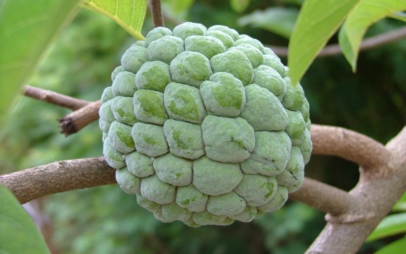 Annona squamosa (сахарное яблоко)