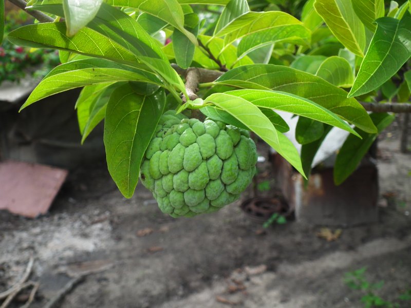 Entada reticulata