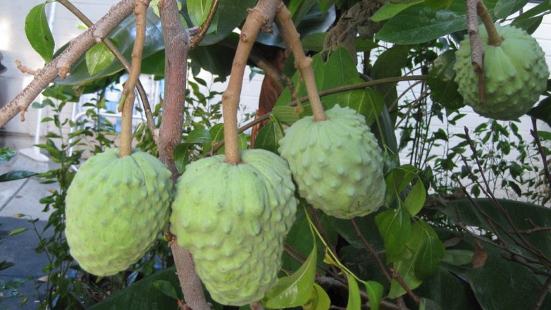 Annona diversifolia