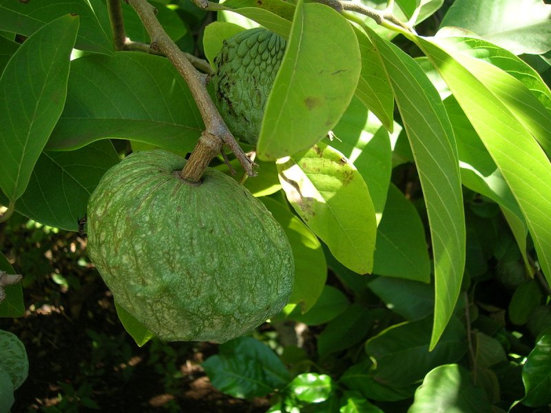 Annona squamosa (сахарное яблоко)
