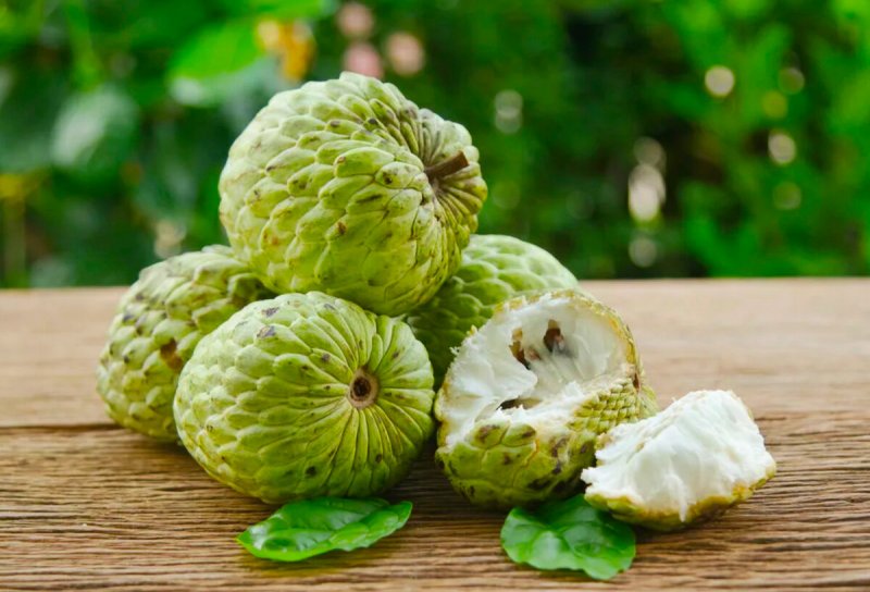 Annona cherimola (аннона черимойя) семена