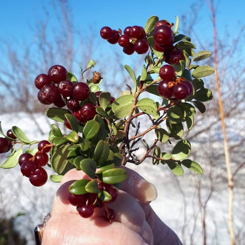 Ягодные кустарнички в тундре