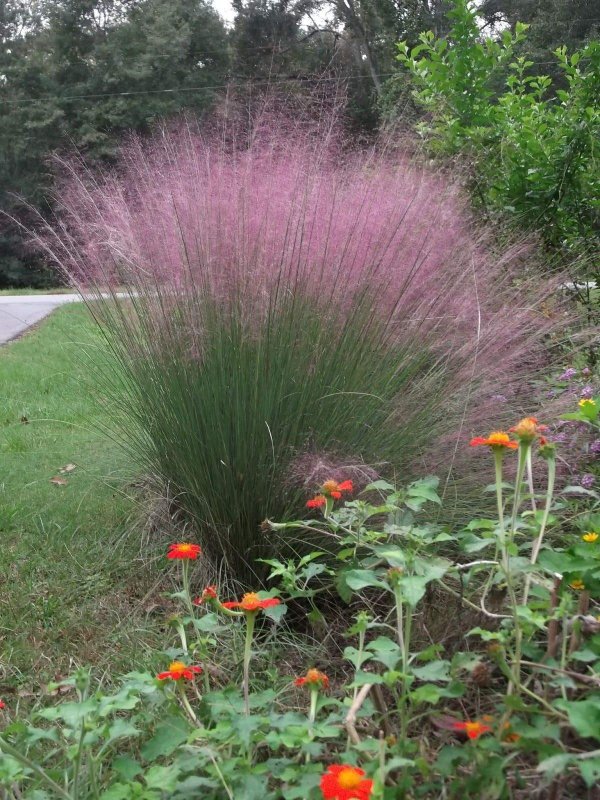 Мюленбергия (Muhlenbergia) capillaris