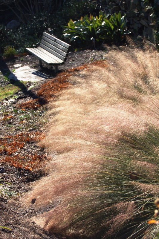 Muhlenbergia rigens