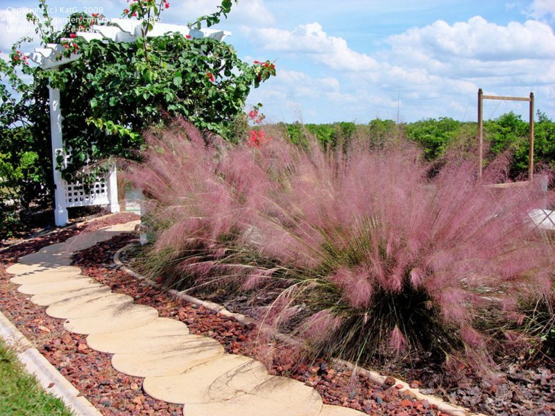 Muhlenbergia "Undaunted"