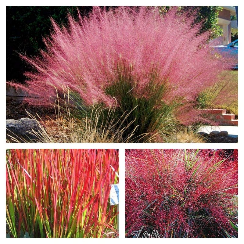 Muhlenbergia rigens