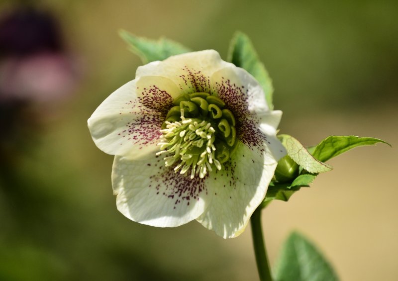 Морозник Helleborus Violetta