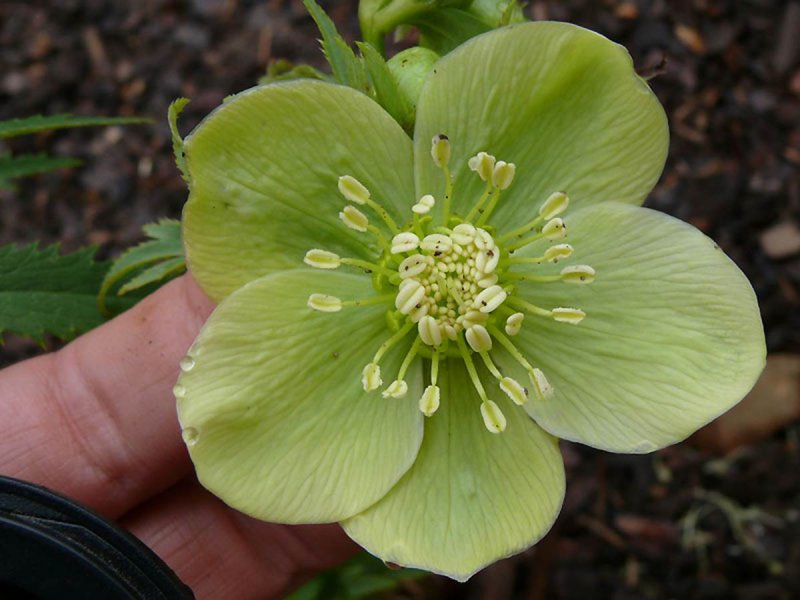 Helleborus orientalis Anemone Green