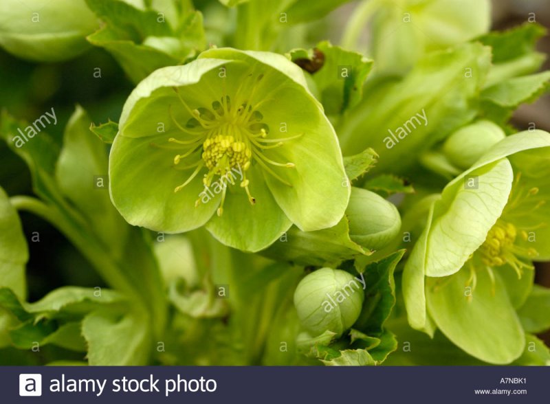 Зеленый морозник Helleborus Dirt