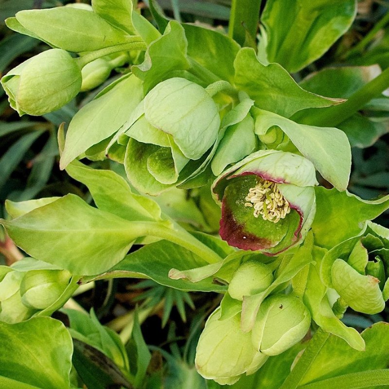 Морозник Helleborus foetidus