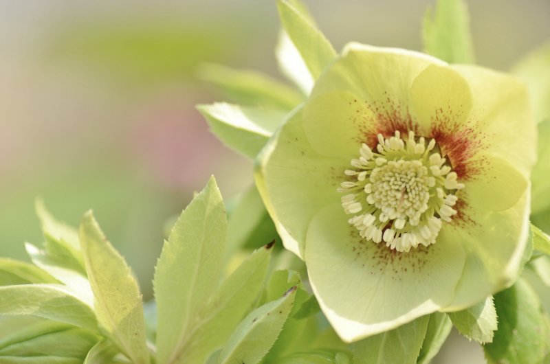Морозник Helleborus желтый