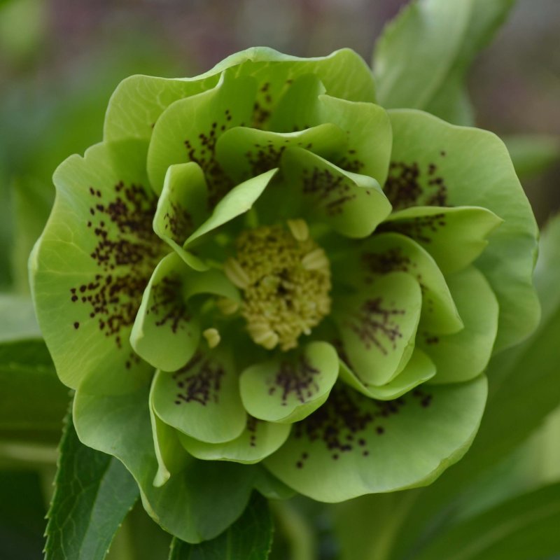 Морозник Double Ellen Green