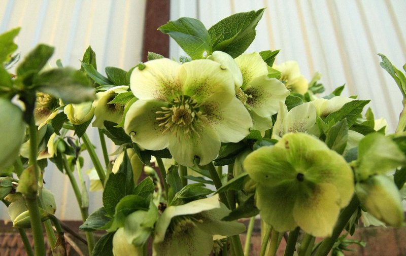 Морозник кавказский (зимовник кавказский) – Helleborus caucasicus.