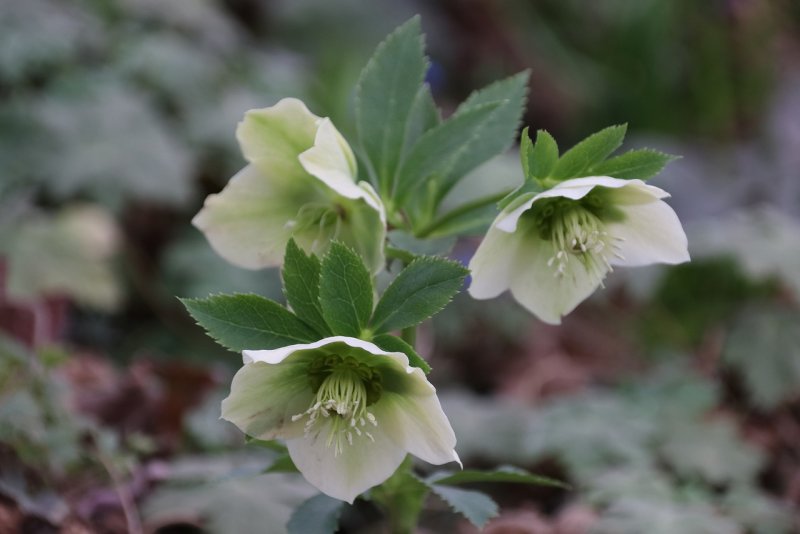 Морозник падуболистный (Helleborus argutifolius)