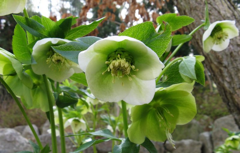 Морозник (Helleborus) кавказский